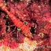 shrimp_hingebeak_nr_h_0705_png0975.jpg